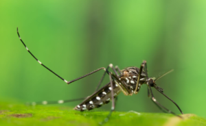 Femmina di Aedes koreicus – Foto di Anders Lindström