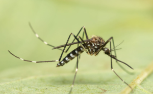 Femmina di Aedes japonicus – Foto di Anders Lindström